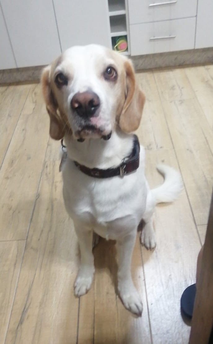 Ayúdanos hoy buscamos a “FALCOR”🦮 perdido en sector sur de #Iquique Súmate con tu RT 🙏 para que regrese pronto a 🏠