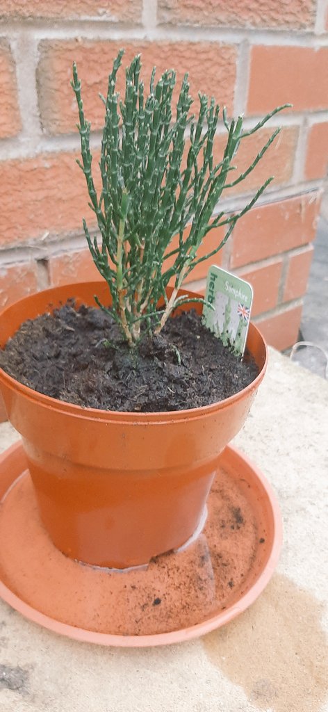 Tinfoilface's tweet photo. Despite being in the most landlocked part of England and many miles from the coast I'm also going to try growing samphire. Apparently if you let it soak up some salty water every couple of days it's grand! We will see... https://t.co/ty8Y1heFWz