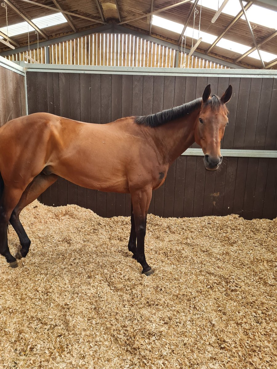 d455L3R's tweet photo. Thanks for a great morning @FOBRacing great to see the horses out and also great hospitality! Didn't get any cake though! #bakeforfergal https://t.co/PkIuR4xsge