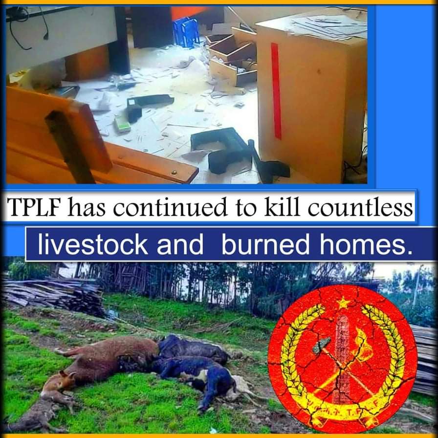 iyoba4u's tweet photo. Let the widows of the poor farmers from #Kobo, #Debre_Tabor, #Nefas_Mewucha, #Woldia, #Debarq, #North_Ethiopia tell you about their losses! 

They deserve PEACE!

Help #DisarmTPLF ‼️

@antonioguterres 
@UNHumanRights 
@UNGeneva 
@SenateForeign 

#TPLFSURRENDERNOW 4 PEACE‼️ https://t.co/XySfOeSyEc