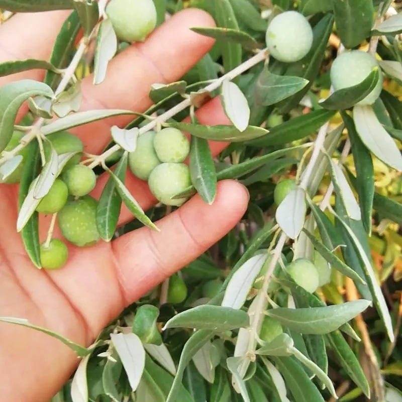 goldorganic_'s tweet photo. Yeni sezon Halhalı yeşil zeytin
Sipariş 05452028733 https://t.co/sE2luVWDUy