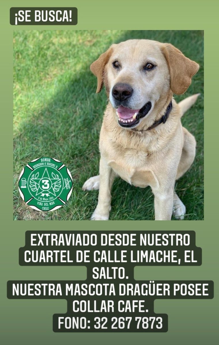sitiodelsuceso's tweet photo. ¡Atención! Dragüer, la mascota de  @BomberosTercera de Viña del Mar se encuentra desaparecida. Cualquier información comunicarse al número que aparece en la imagen. https://t.co/7D1oQdhe87