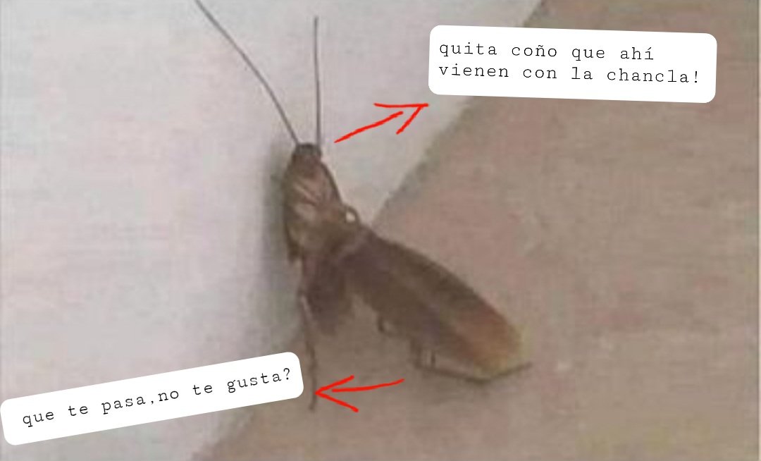 andry_nigthmare's tweet photo. ๐&โค
#FelizSabado #SiguemeYTeSigo #autofollback https://t.co/hZlqaaeKQW