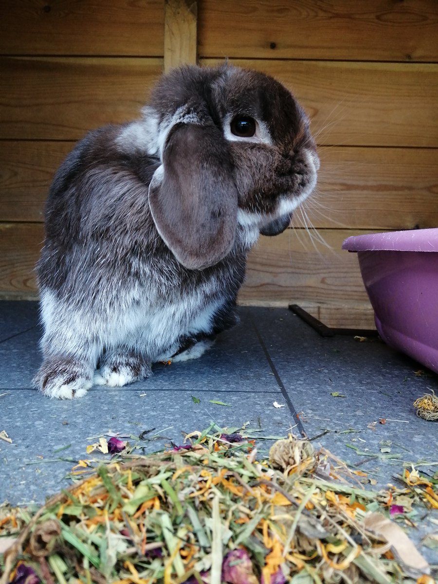 TeamNibbles's tweet photo. Spook's been looking 👀 for a home 🏡 for a long time now. Surely the right family is out there somewhere. Find out more about Spook ➡️ https://t.co/1P5mPgZ6eH https://t.co/fsyCbLMVI7