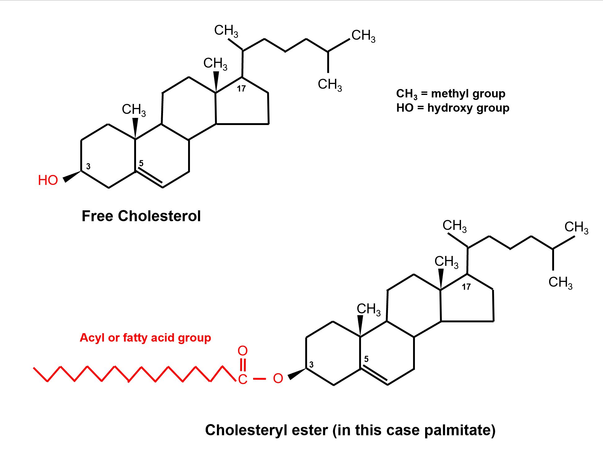 Cholesterol Ester Structure