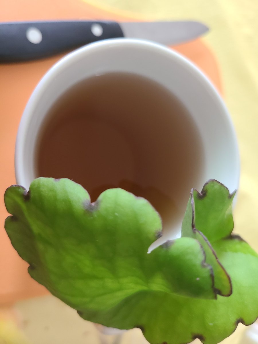 suryasolsun's tweet photo. A tea for tea time
There's so much you can use this amazing succulent for
Find out more on the amazing Cathedral Bells Miracle Plant Leaf of Life Healing
#LEAFOFLIFE #miracleleaf #nft #leaflife #treeoflife #leafoflifeplant #lifeplants #garden #gardening #life #tea #teas #te https://t.co/CQTNHHz1qb