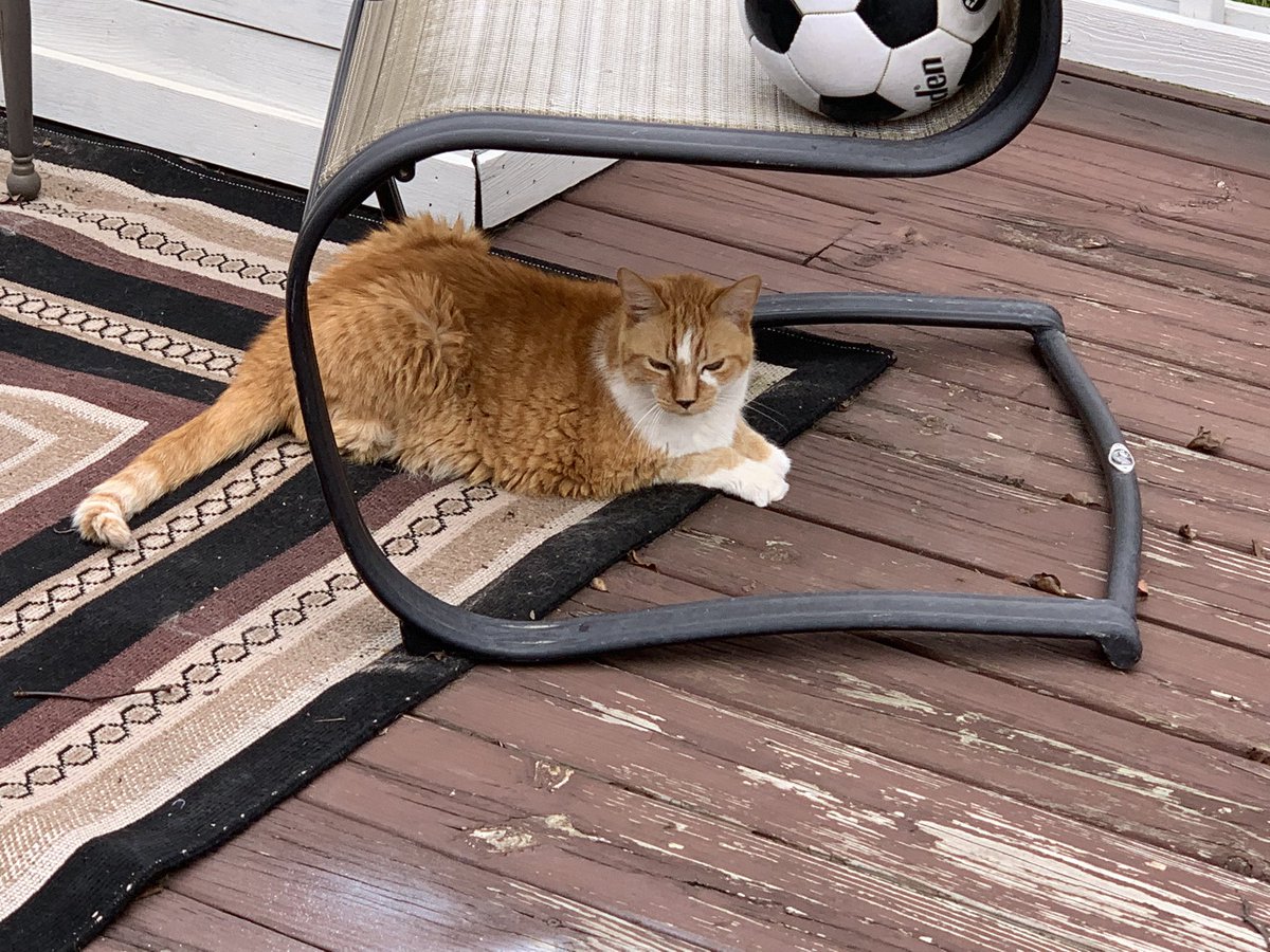 LOCoachE's tweet photo. His Royal Highness is happy just sitting on his deck and relaxing outside!!! #lifewitholiver https://t.co/vQTP28pdyd