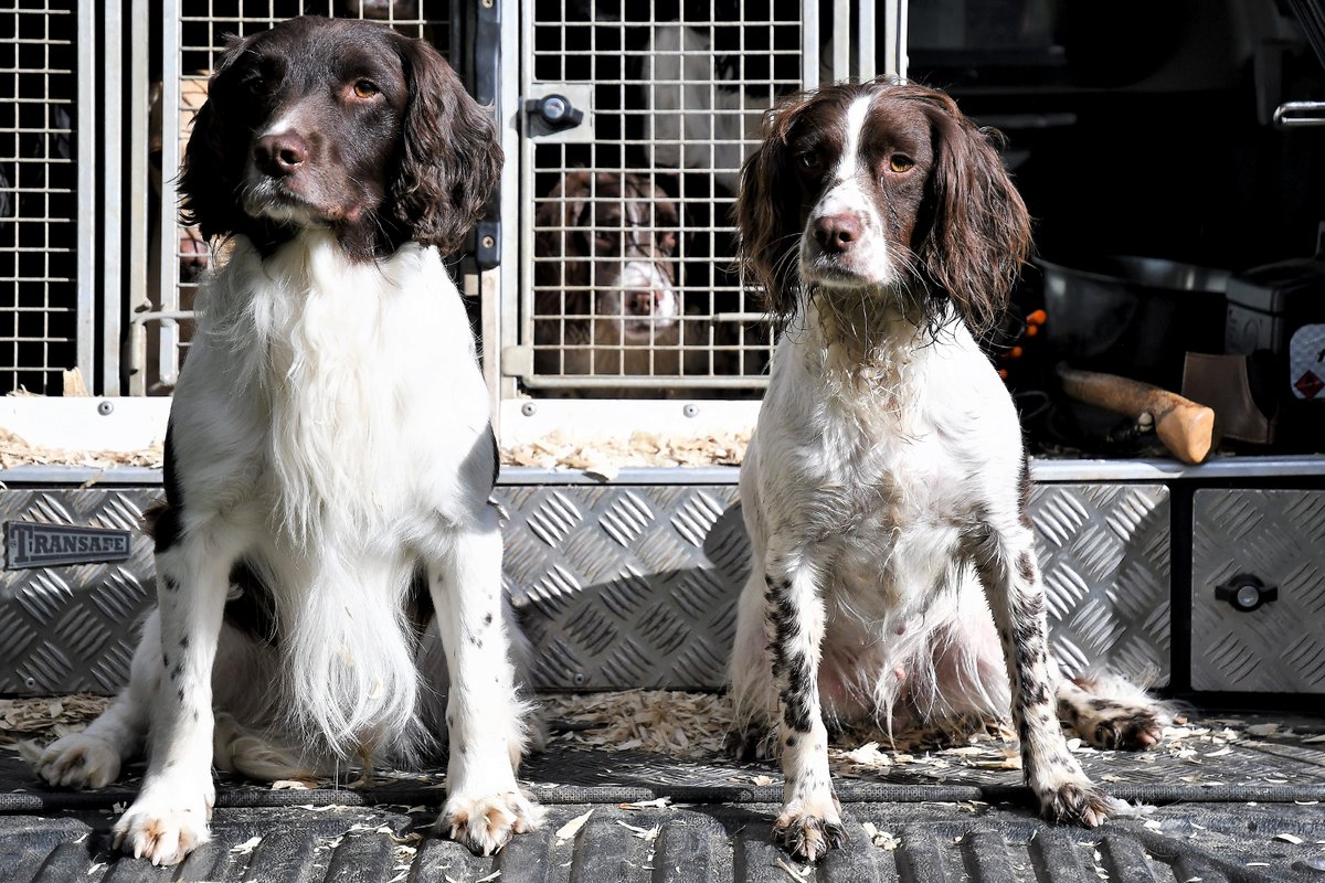 Not sure who's more happy the season has started again, us or them!

If you need anything at all please have a look at our website where we offer advice and sell all the products we use in the field. 

stoneycairn.com

#stoneycairngundogs