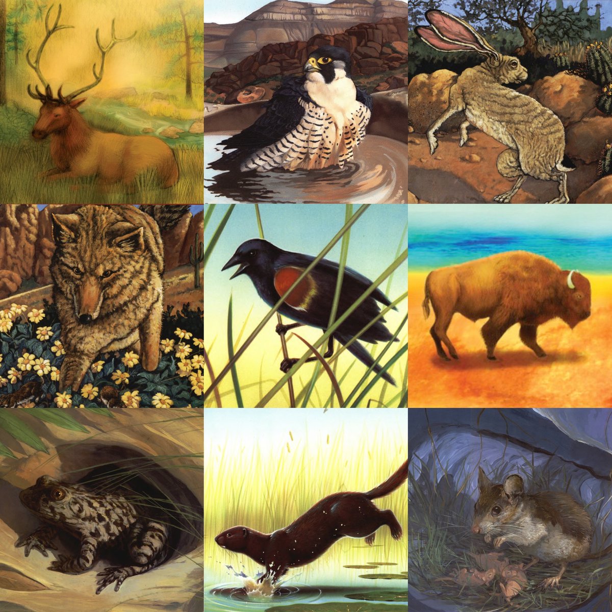 WebOfLifeBooks's tweet photo. September 4 is #NationalWildlifeDay! Let's celebrate all of these animals that live in the United States. From elk, to buffalo, to mink, to coyote...all of these animals play an important role in their ecosystems. Everything is connected. @MarloWordyBird @janetsfox https://t.co/4IXMYfwpiw