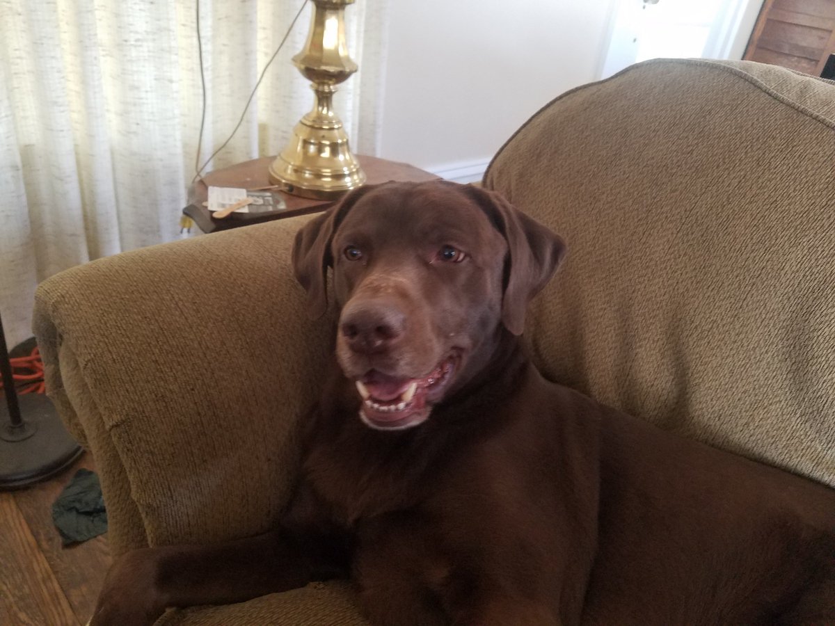 camvictor's tweet photo. He wasn't even going to be my dog, but I am so fortunate that I got to call him my boy, and I wouldn't have had it any other way. https://t.co/eeDI5Yu1qC