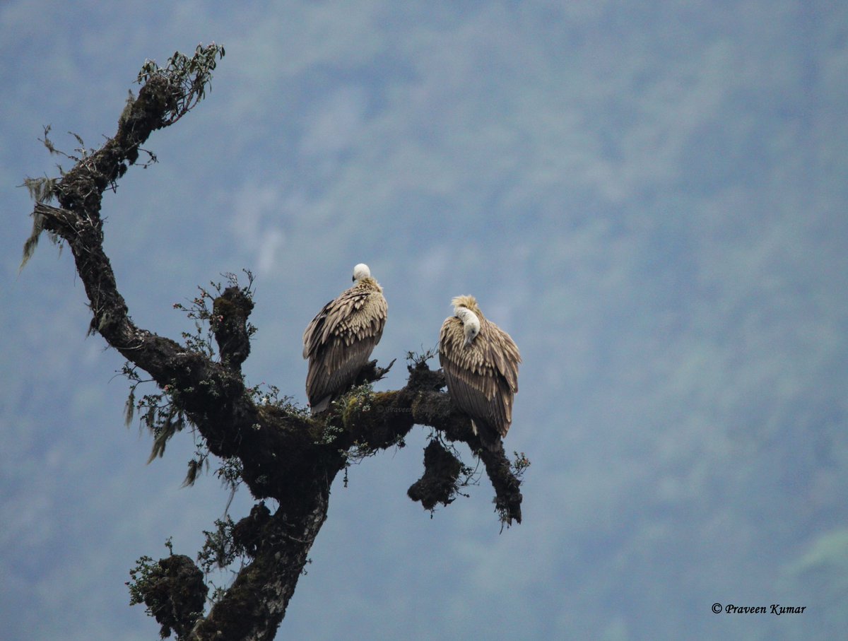 On #vultureawarenessday 
Sharing these Himalayan Griffon clicked at North Sikkim trip. 
It is one of the two largest Old World vultures and true raptors. It is listed as Near Threatened on the IUCN Red List. 
#IndiAves #TribeIndiAves #Vulture #birdwatching #birding @Avibase