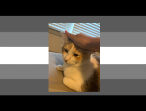 urfavetrolling's tweet photo. Panko does a little trolling! https://t.co/HqWb7WuCpv