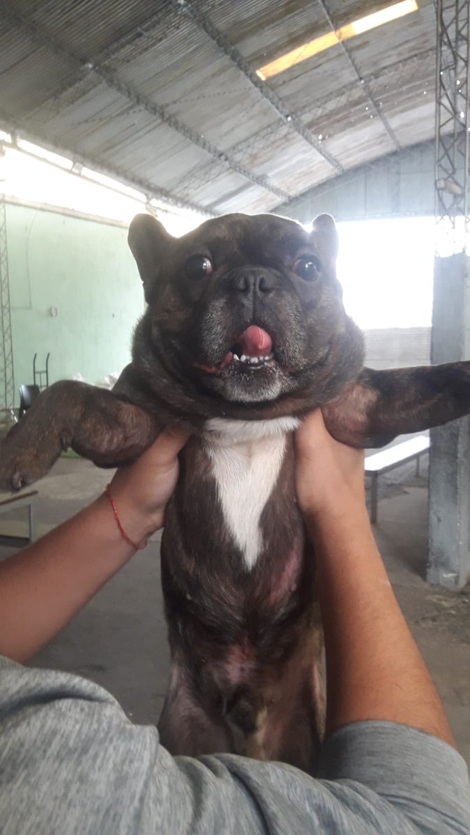 Francorodrigz's tweet photo. PERRO ENCONTRADO EN Z.S AYACUCHO Y GUTIERREZ (PARQUE NUEVO) Estaba solo perdido en el medio de la calle, difundir para encontrar su dueño 🙏🙏 https://t.co/CmmHGfHQLg