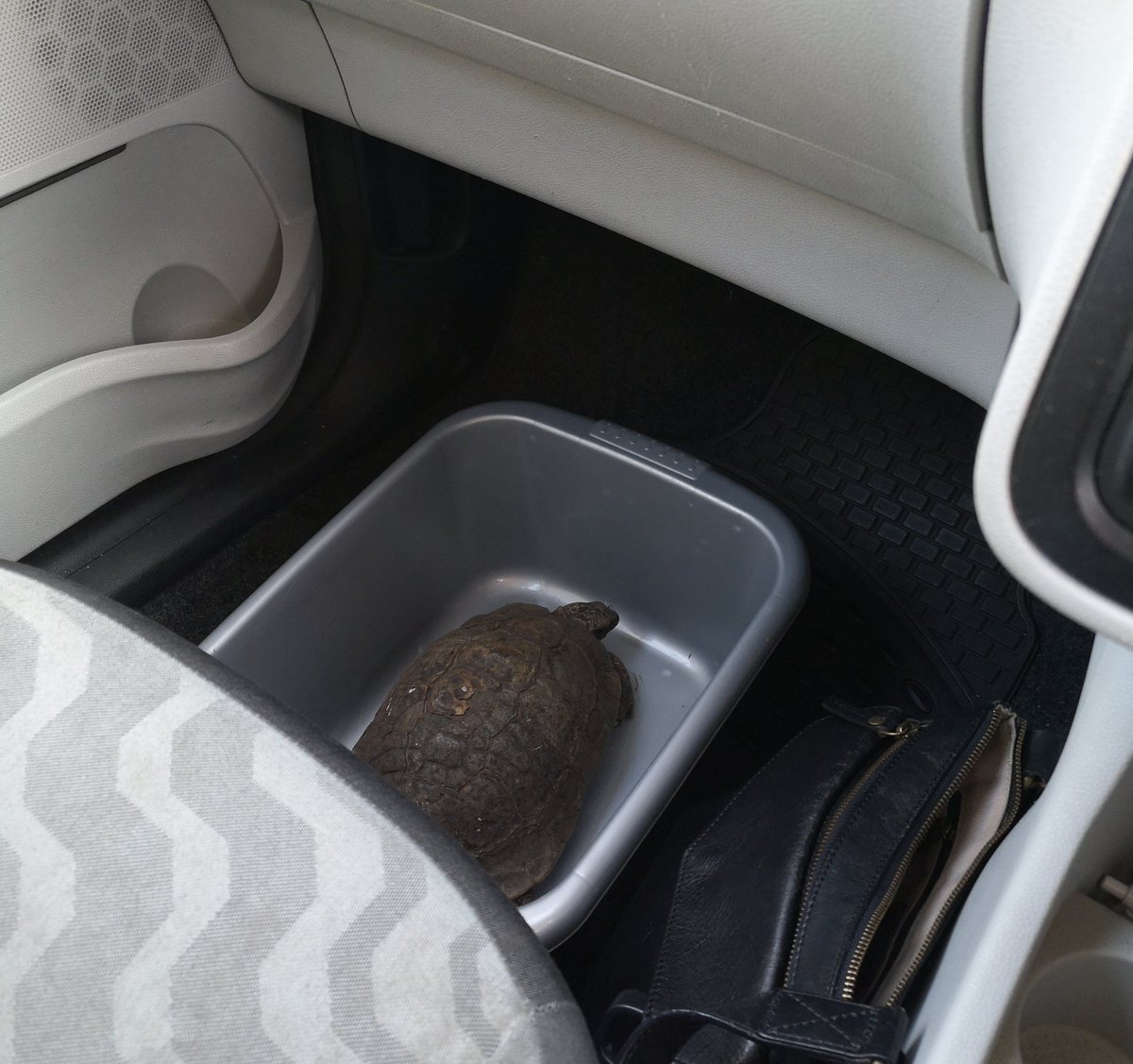 sazily's tweet photo. I've started a tortoise taxi service. 🐢🚖 https://t.co/8KPTzOb5qK