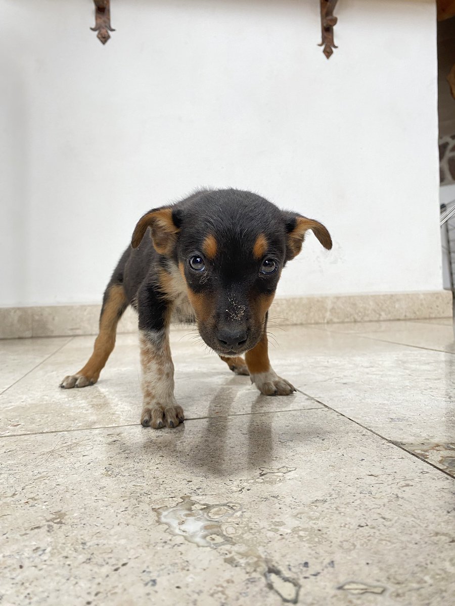 Ayer <a href="/Checka91/">Andrés Alfredo Torres Checka</a> y yo nos encontramos en la carretera a 7 cachorritxs y a una perrita como de un año. Lxs vamos a llevar al vet. Están un poco golpeados por la vida pero preciosxs. Veanlos 😍 si alguien quiere adoptar, DM. Urgen también hogares temporales ⚠️

RT pliiiiis 🙏🏻