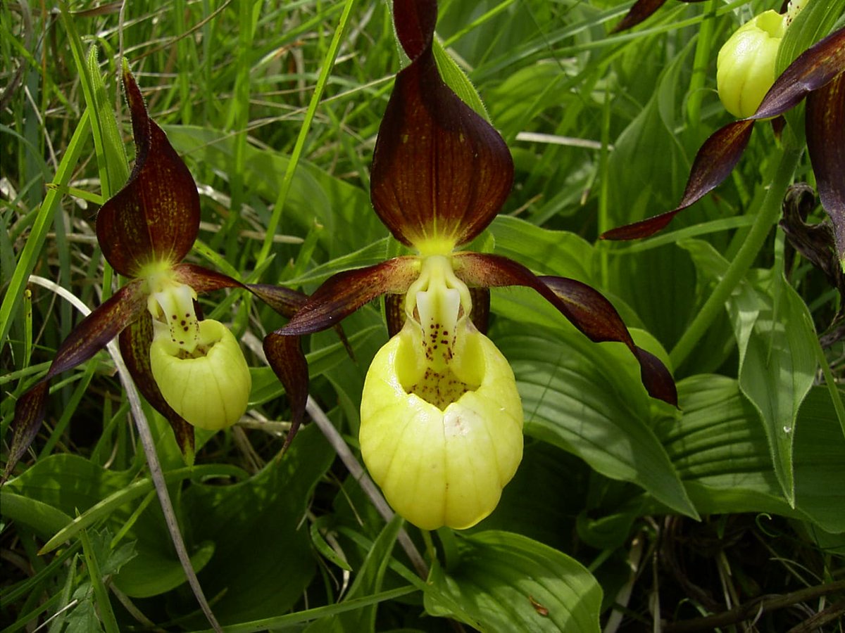 After being over-collected almost to extinction, the biology of Britain’s rarest plant doesn’t make for a swift revival. However, a comeback may be in sight...

lifeinlaymans.com/the-ladys-slip…