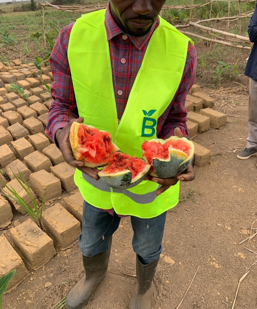 mwanaya243's tweet photo. #RDC
#mwanaya243
#tofulana

@Yanne__Lugano jeune entrepreneur dans l’agribusiness avec sa société BILANGA 243 @Bilanga243, il est à sa première récolte des pastèques sans engrais chimiques 
Contact +243897699247 https://t.co/gIOE4zjgKG