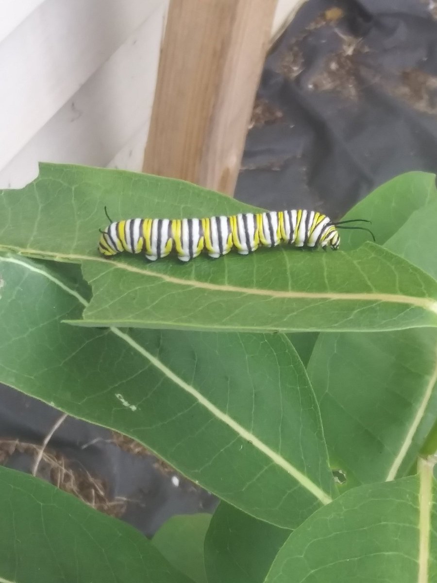MeShellTiel's tweet image. A monarch butterfly caterpillar in my yard. An amazing site to see since they are going extinct.