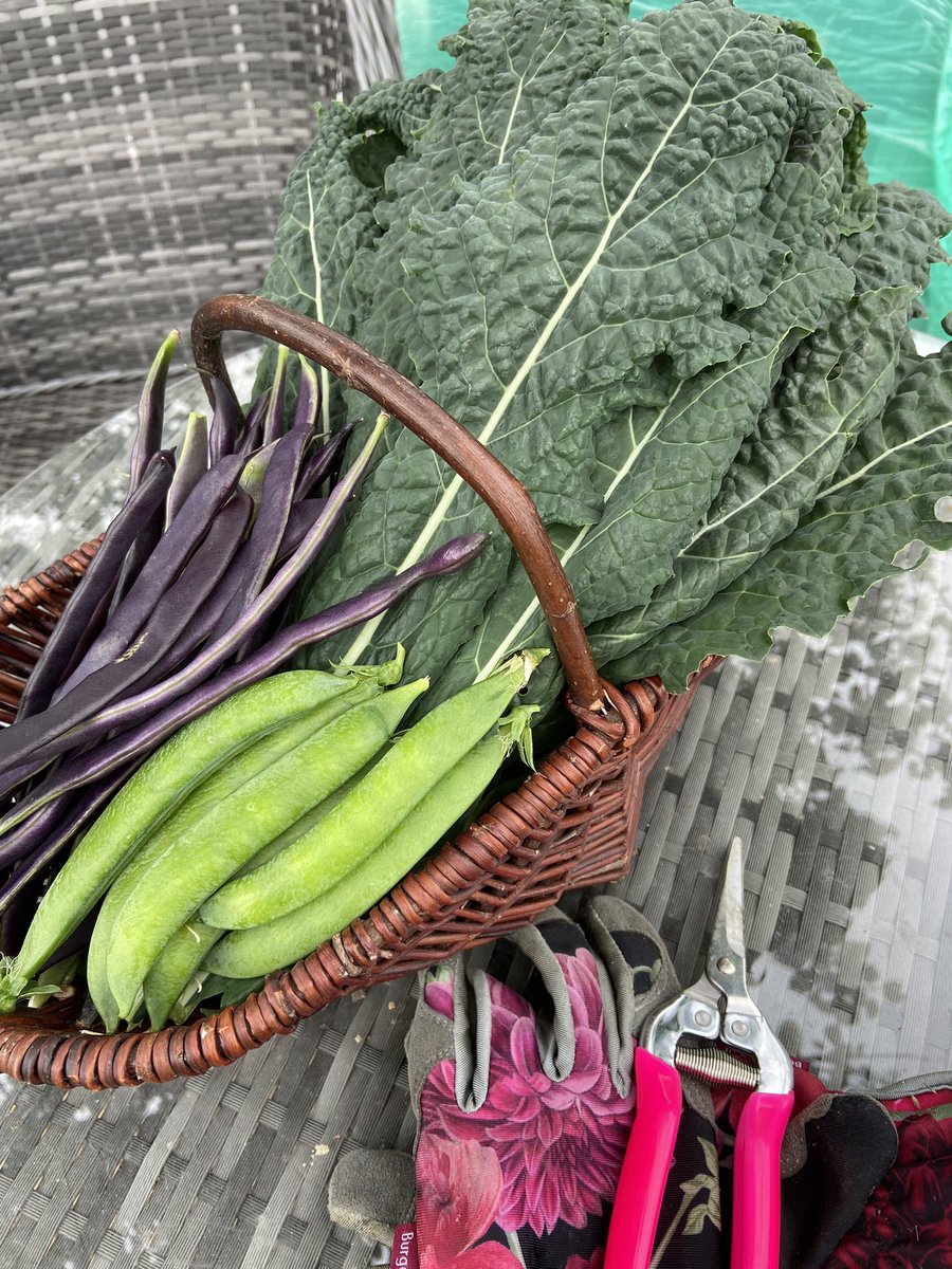 LisaHowarth18's tweet image. Today’s gifts 🥬 Allotment Life 👩🏻‍🌾