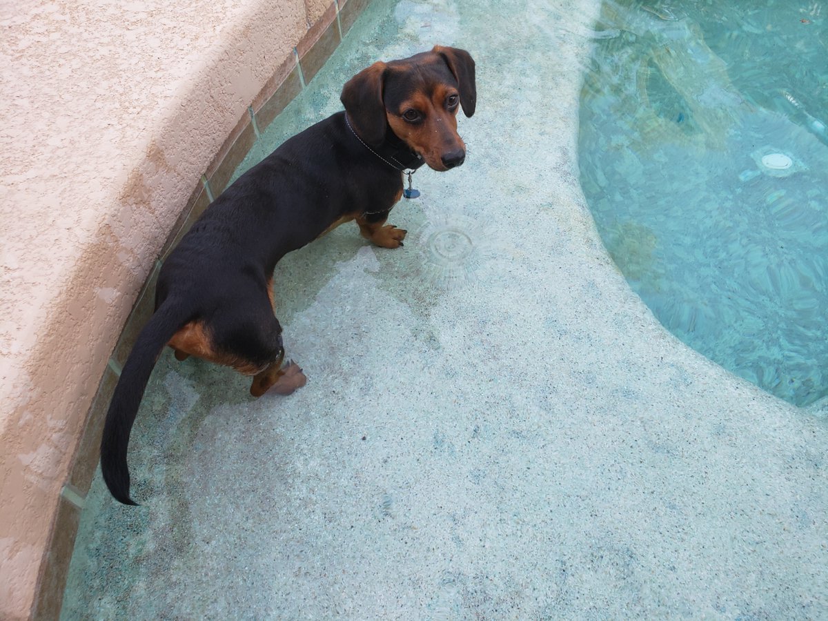 pupspen_com's tweet photo. What? You said it was spa day. #spaday #pool #pets #dogs #puppies #Dachshund https://t.co/vxKr7JOIqZ