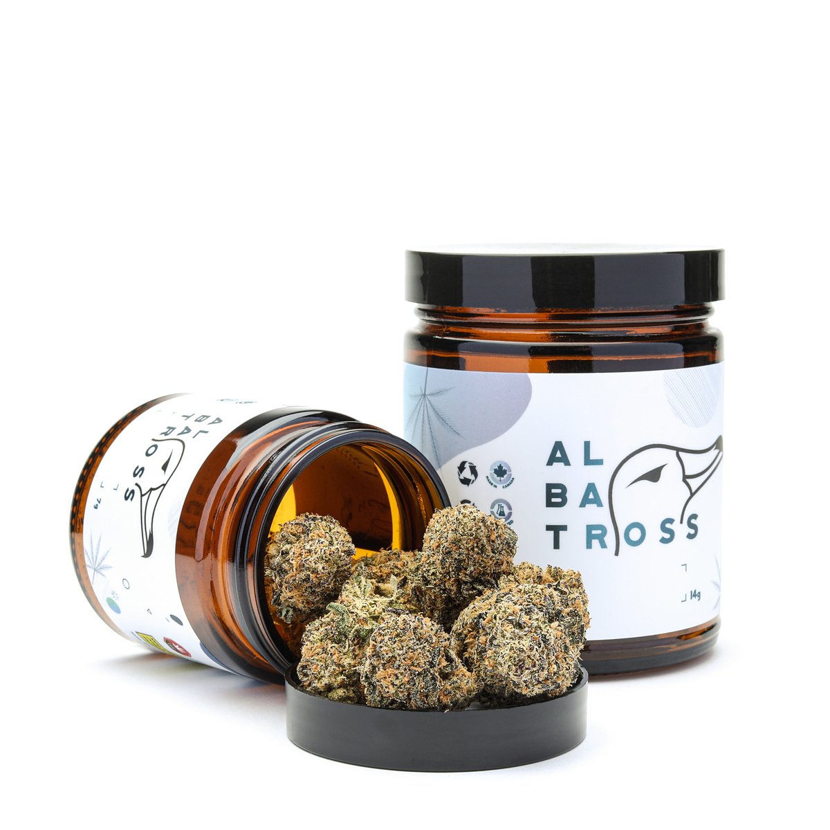 therealbudmail's tweet photo. Albatross - Hellfire OG
SHOP: https://t.co/Mr7j0PDggv
#budmail #albatross #canadiancannabis #canada #bccannabis #cannabis #cannabismom #cannabisphotography #cannabisdaily https://t.co/rgRRbDKRYX