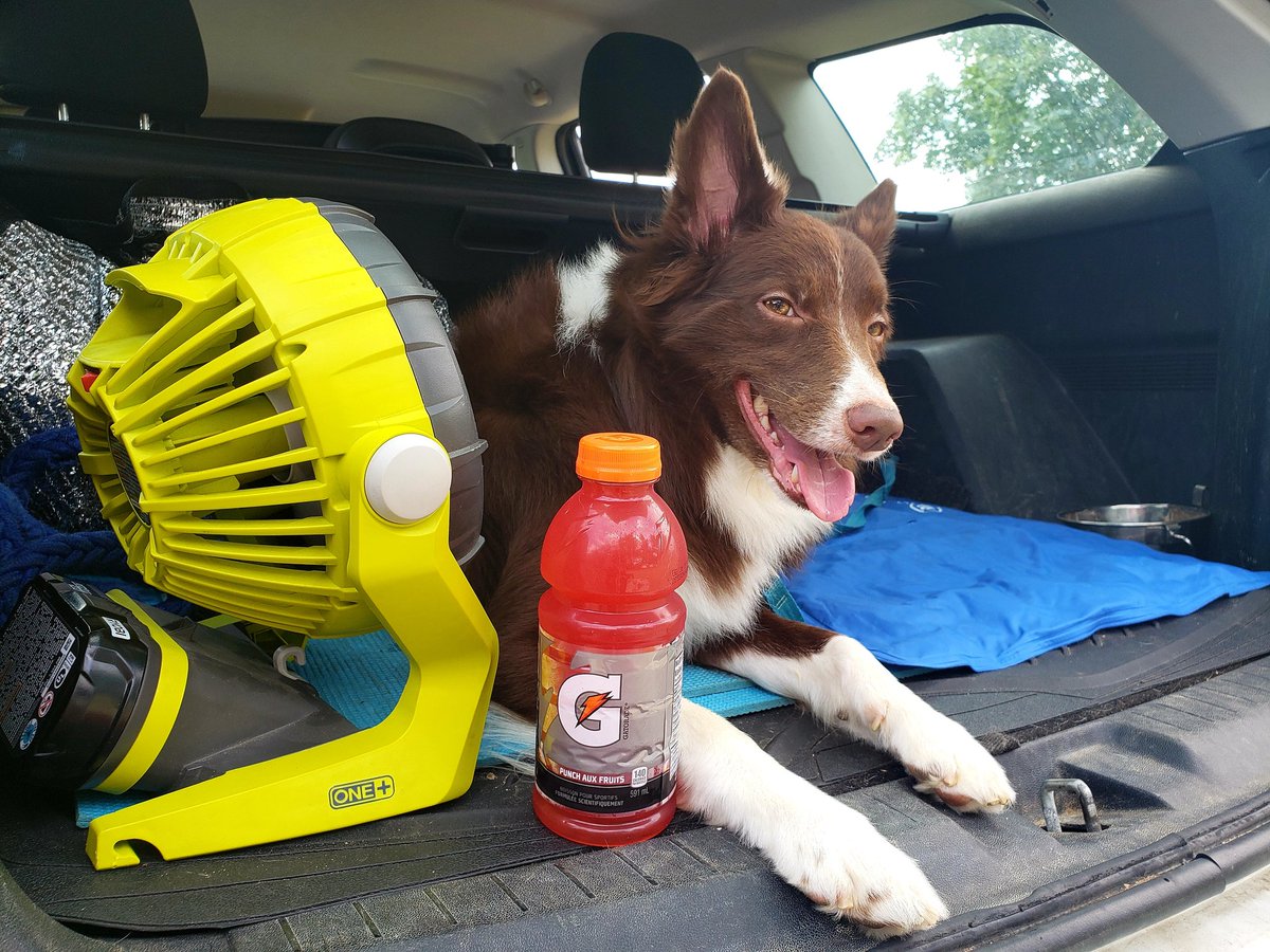 AgilitywAmanda's tweet photo. I think someone wants to steal my lunch π
#ilovemydogs #ilovemydogs #lovemydogs #bordercollie #dogsmiles #dogface #dogfaces #doglooks #cooldog #dogstayingcool #relaxingdog #dogchilling #slydog #gatorade #ryobi @Gatorade @GatoradeCanada @RYOBItoolsusa https://t.co/3r4jre4QTT
