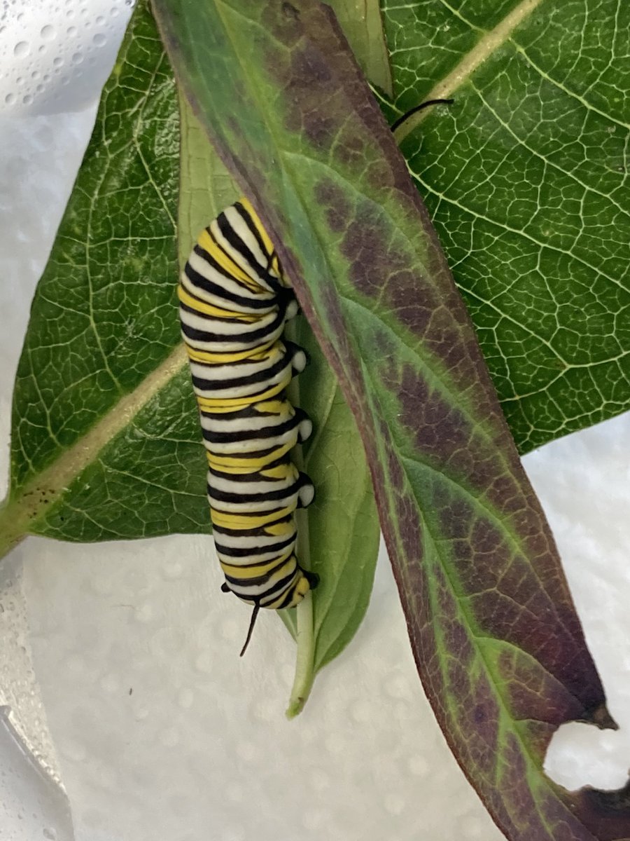 CCPS_STEM (@stemccps) on Twitter photo Hundreds of soon to be newborn monarch caterpillars are ready to meet their kindergarten friends. Thanks to Mary Hoy for all the extra work and thanks to K teachers for welcoming some extra youth to their rooms!! <a href="/CCPSk12/">Carroll County PS</a> <a href="/monarchwatch/">Monarch Watch</a> Hundreds of soon to be newborn monarch caterpillars are ready to meet their kindergarten friends. Thanks to Mary Hoy for all the extra work and thanks to K teachers for welcoming some extra youth to their rooms!! <a href="/CCPSk12/">Carroll County PS</a> <a href="/monarchwatch/">Monarch Watch</a>