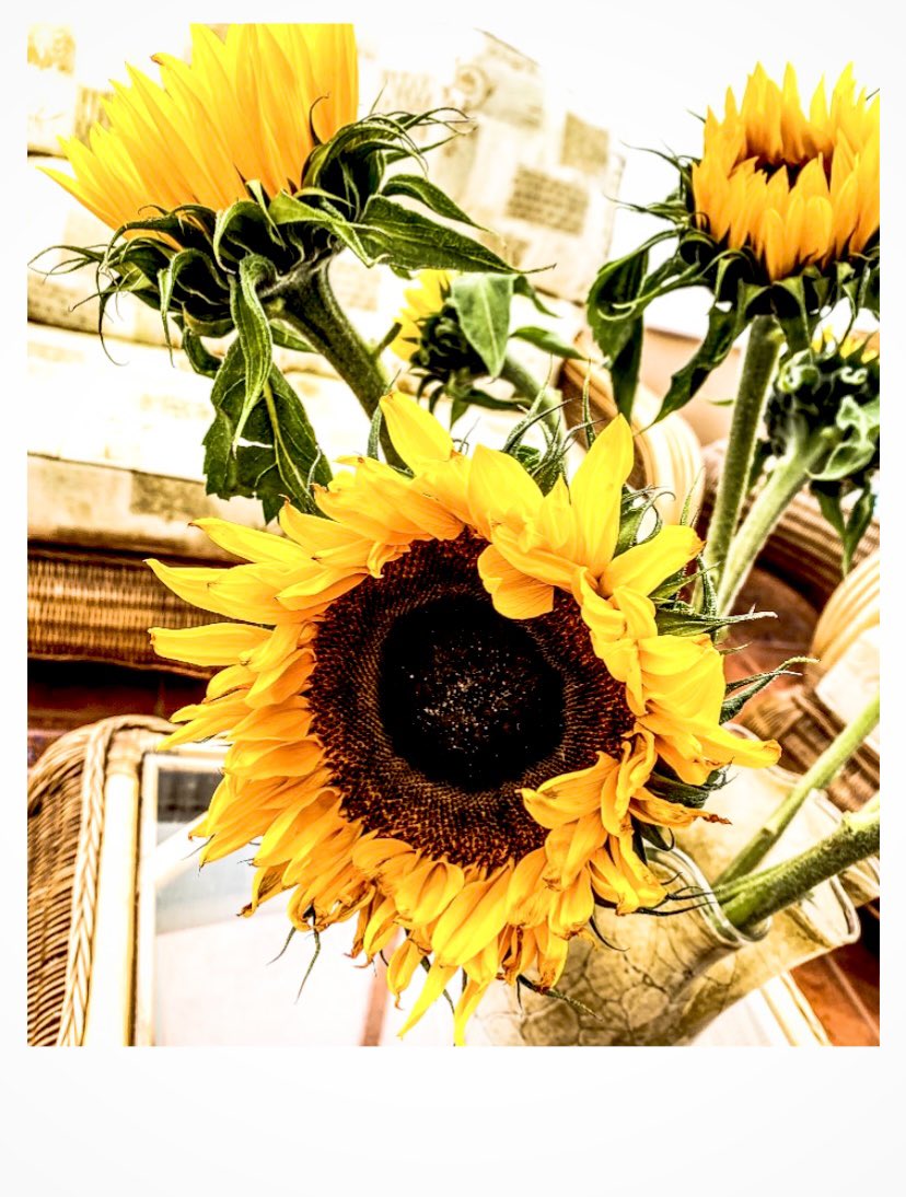 garysgourmet's tweet photo. @joomeara As bright as these Sunflowers! 🌻 https://t.co/L1VDh9LUsj