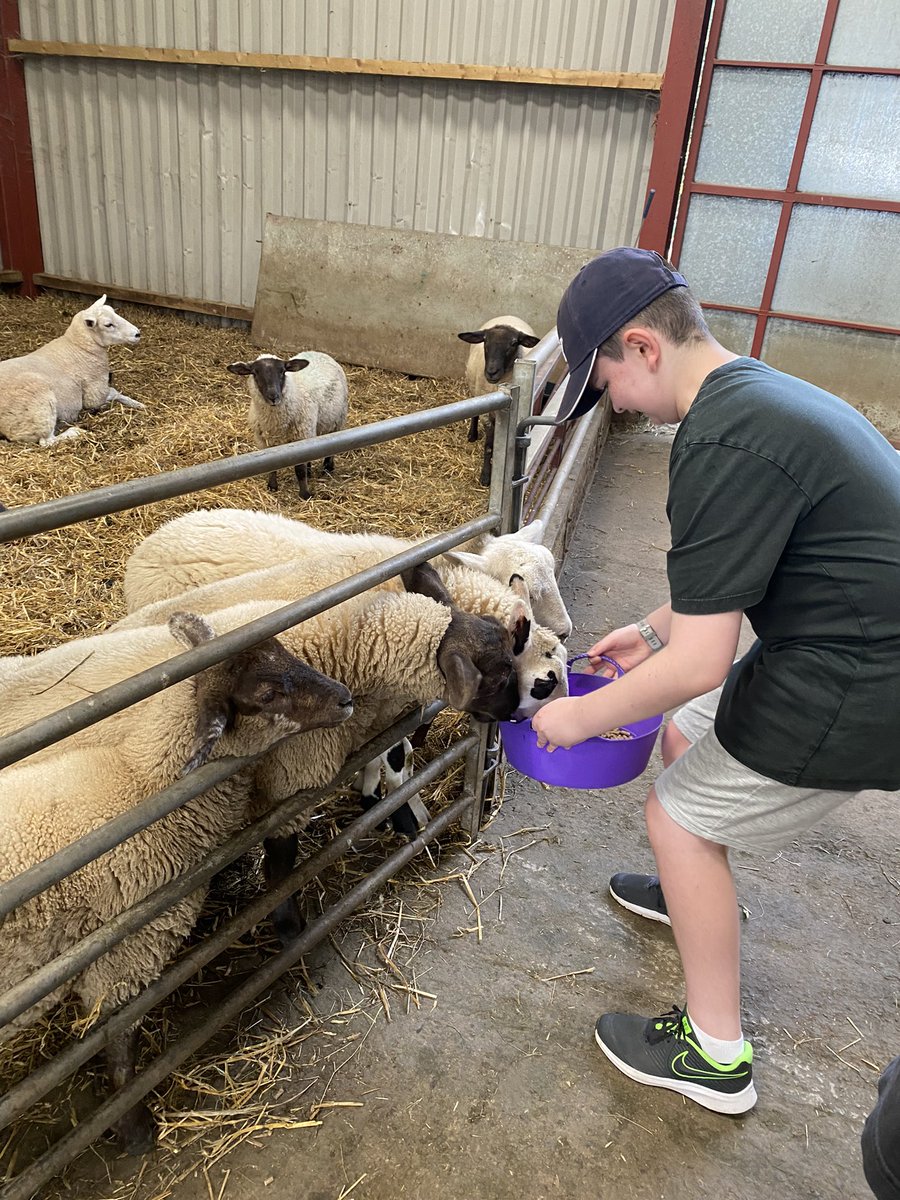 phelps_corrina's tweet photo. Brilliant afternoon sheep walking ! 🐏🐏 https://t.co/YS1UQhO7Jp