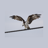 BirdsOfPreyEng's tweet photo. Dear #BirdsofPreyTranslation followers – sorry for the delay in our updates. The Birds of Prey Translation team suffered a personal loss last July; an important member of our team passed away. Please bear with us as we resume our efforts to release the book this month. Thank you. https://t.co/HqxKsBuJOm