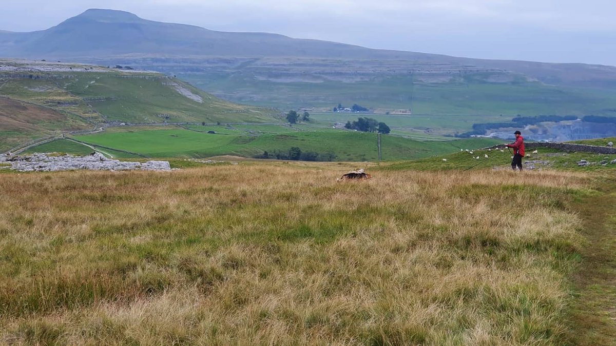 MRSearchDogsEng's tweet photo. Trailing training today with the most sensational @yorkshire_dales view #trailingdogs #supercommitment #k9mountainrescue #somuchmorethanmountains https://t.co/s9ohiZiyBI
