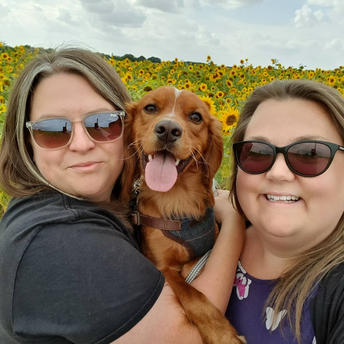 bexjm89's tweet photo. Lovely trip out to Little Wytheford Sunflower Farm with @ceriikins and Obi 🐾💛 #littlewythefordfarm #sunflowers #familydayout #workingcockerspaniel #dogsoftwitter https://t.co/FA3glr6ynE