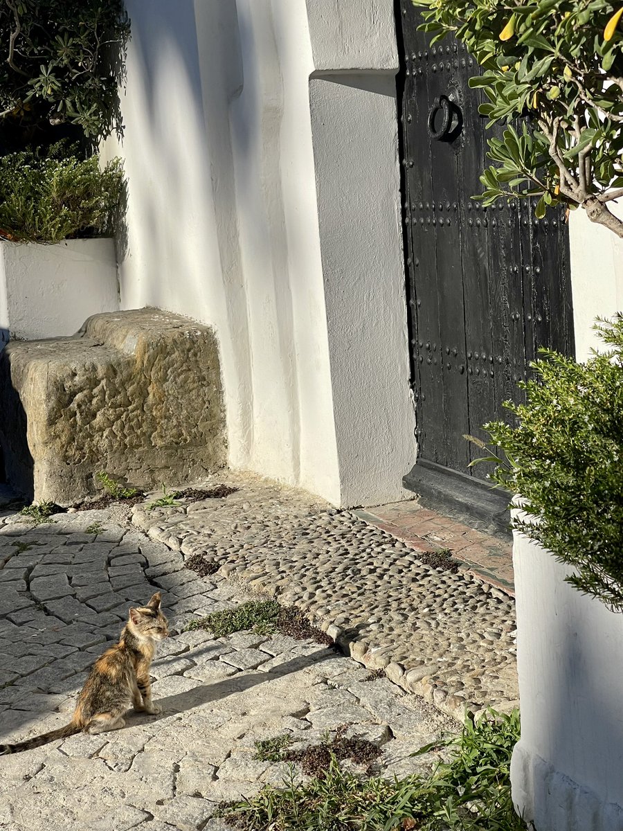 BrandonDuh's tweet photo. #CatsofMorocco π²π¦ π https://t.co/8Qtwpc6tm8