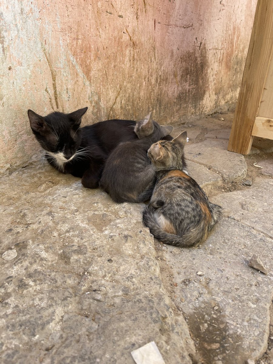 BrandonDuh's tweet photo. #CatsofMorocco π²π¦ π https://t.co/8Qtwpc6tm8