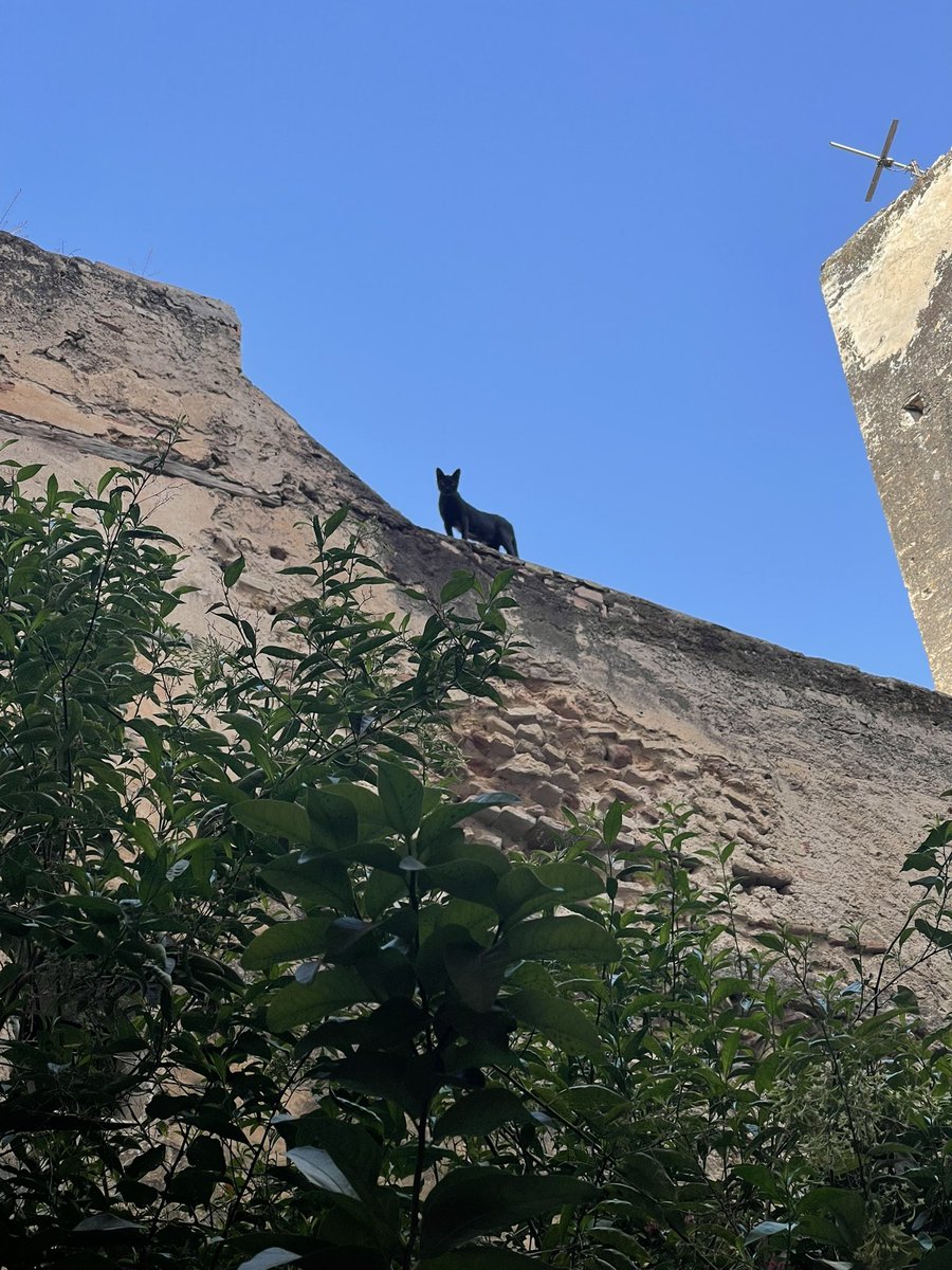 BrandonDuh's tweet photo. #CatsofMorocco π²π¦ π https://t.co/8Qtwpc6tm8