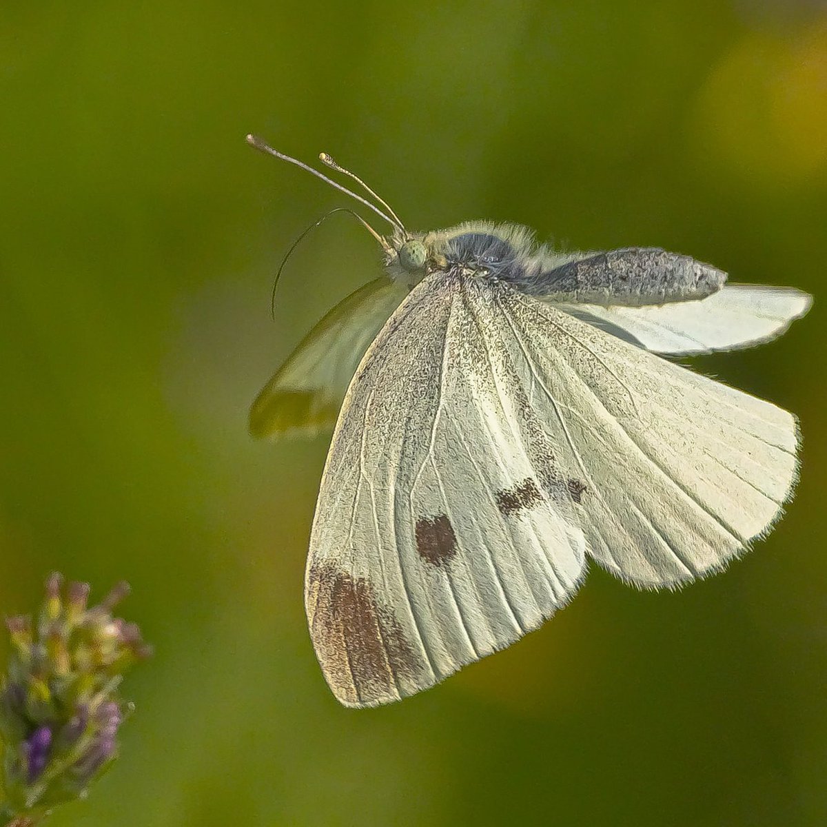 macro_action's tweet photo. Butteryfly https://t.co/cQSZfkEnJl