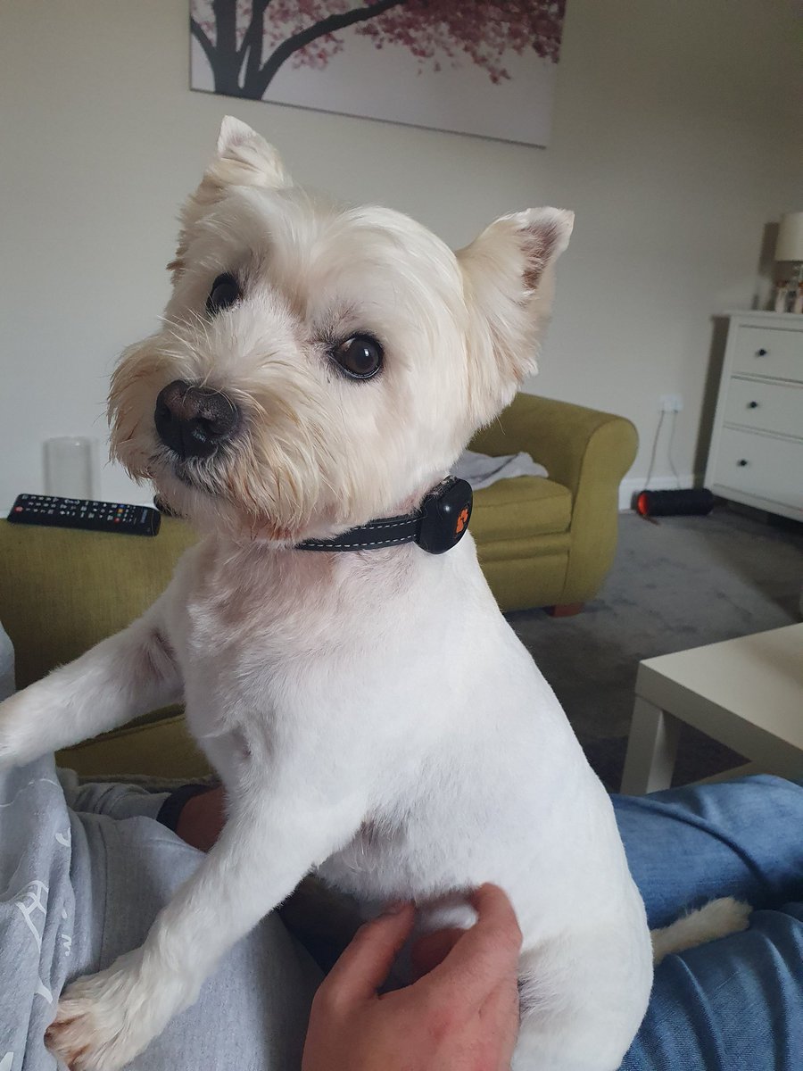 Oscardawestie 😀 tweet media