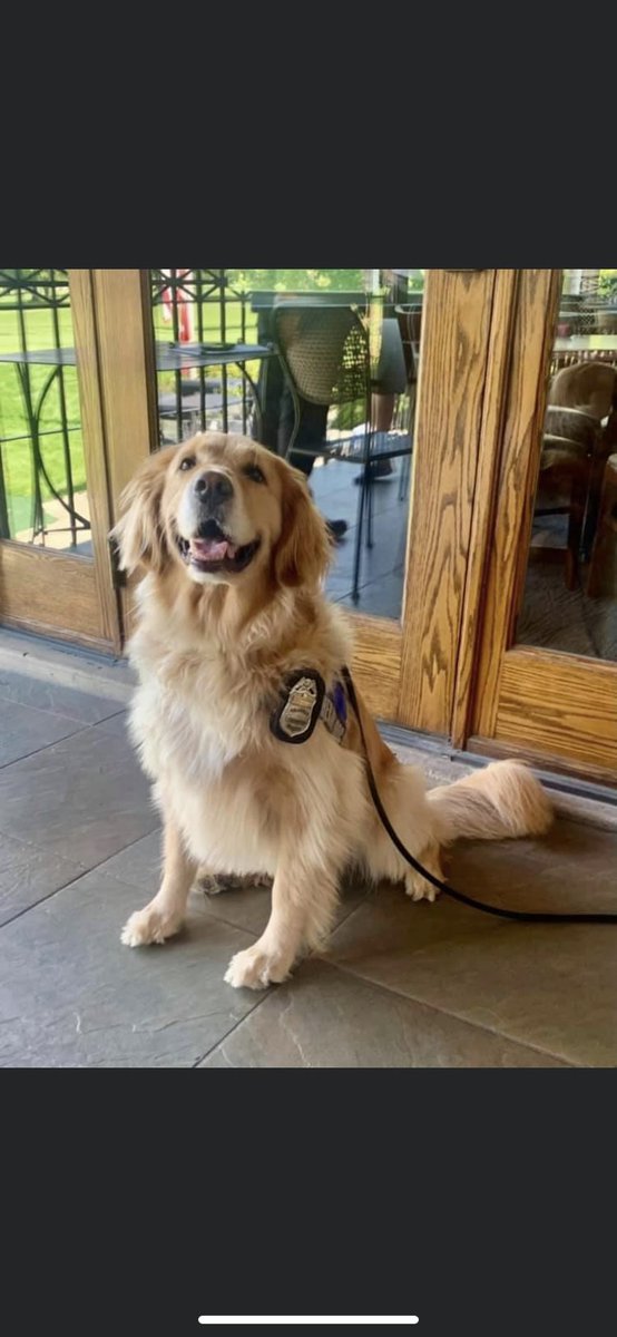 The OSU Golf Club Restaurant (@osugcr) on Twitter photo We had a very adorable patron come in to help make sure all of the food scraps didn’t go to waste today! 👋🏼 Ollie <a href="/ColumbusPolice/">Columbus Division of Police</a> We had a very adorable patron come in to help make sure all of the food scraps didn’t go to waste today! 👋🏼 Ollie <a href="/ColumbusPolice/">Columbus Division of Police</a>