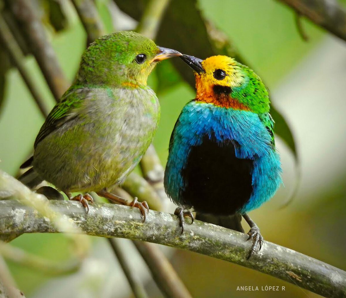 #spamdepajaritosamorosos con este par. 💙💙
Tangara multicolor (juvenil y macho).

#BirdsSeenIn2021