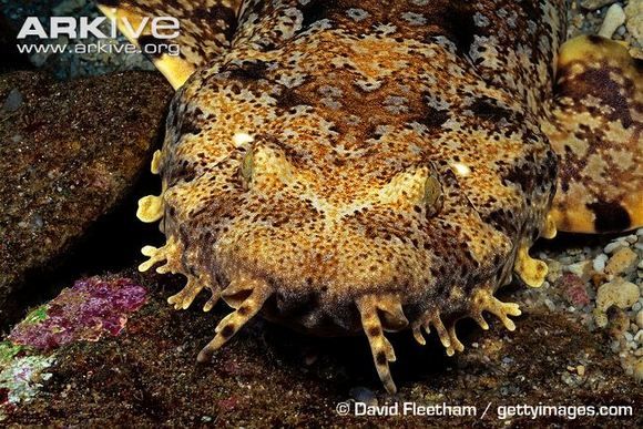mcmsharksxx's tweet photo. Keen to learn about #sharks today? You're in luck- @finsunited is talking about the ornate wobbegong (Orectolobus ornatus) which is in the Orectolobidae family & found primarily in the western Pacific Ocean. Learn about this fascinating #shark with #TFUI: https://t.co/VR5Pm8nQE7 https://t.co/IlMxF18ctS