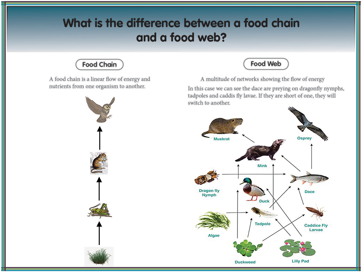 nymph-food-chain