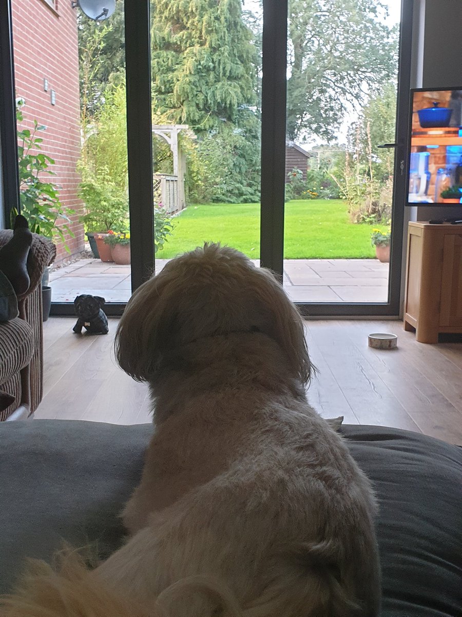 George Mears tweet media