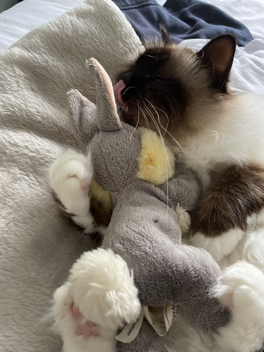 Jolene Angel and Dobby! tweet media