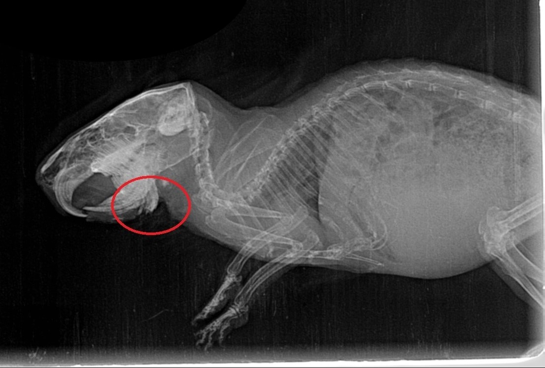 CoolCavy's tweet photo. @SecretBeatrix As you can see I had to tempt with treats. 

He went in for dentals 1-2x a month for years. It was always fun to listen to the pause on the phone when new receptionists would ask what he was coming in for and I'd say "throat tooth trim". 🤣
(Now see it was a molar. Oops!) https://t.co/OMcpkrDj8C