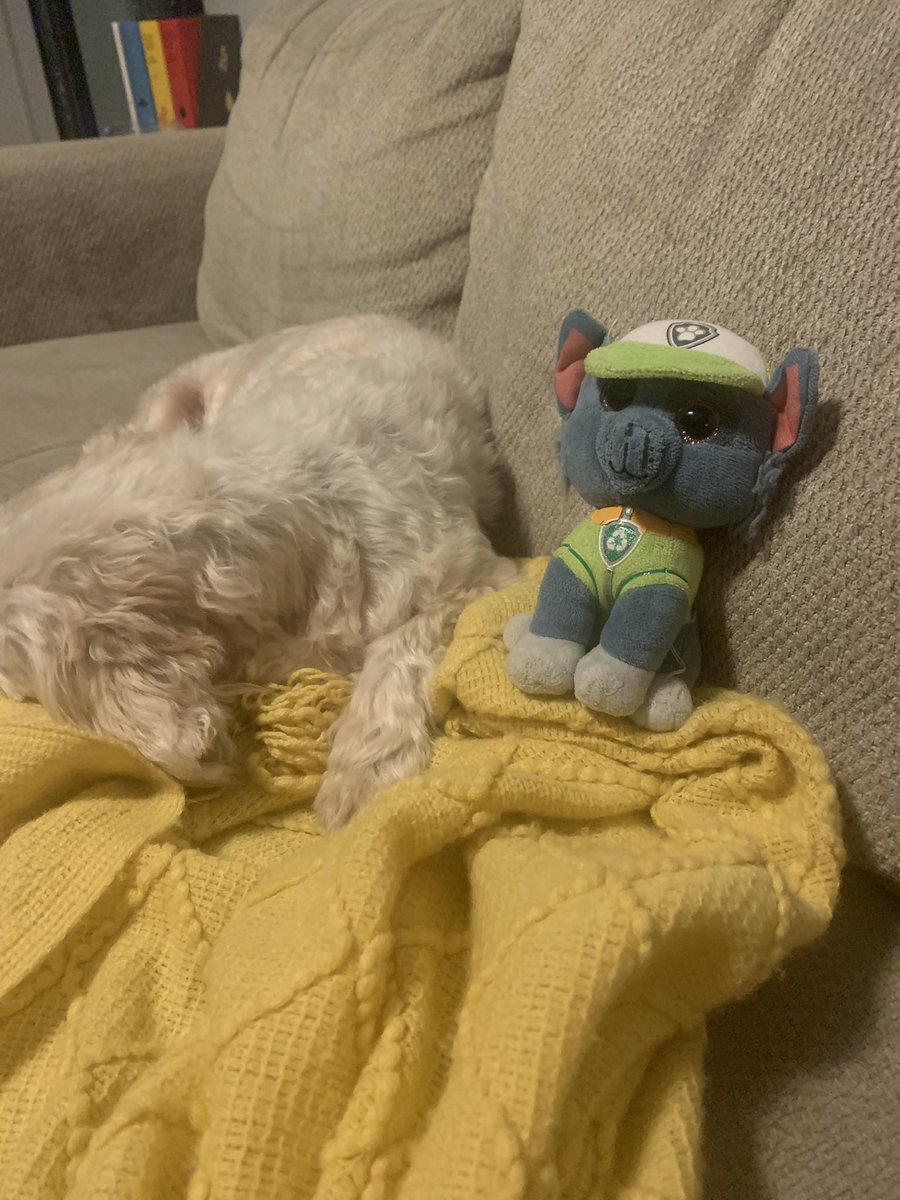 buster_poo's tweet photo. Hope all my four-legged friends are having a great Saturday chillin’ #SaturdayVibes https://t.co/W1cbuqv6ZO