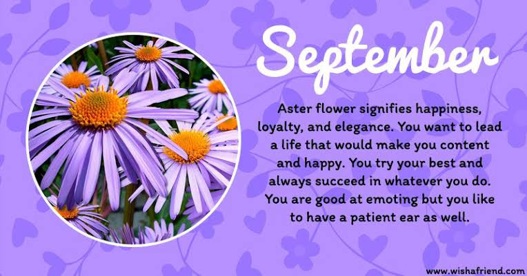 kuippo131_ID's tweet photo. Aster+virgo... 😘💞🤗
#septemberbirthflower
#Flowers
#september4thbirthday https://t.co/hW1o9YN9on