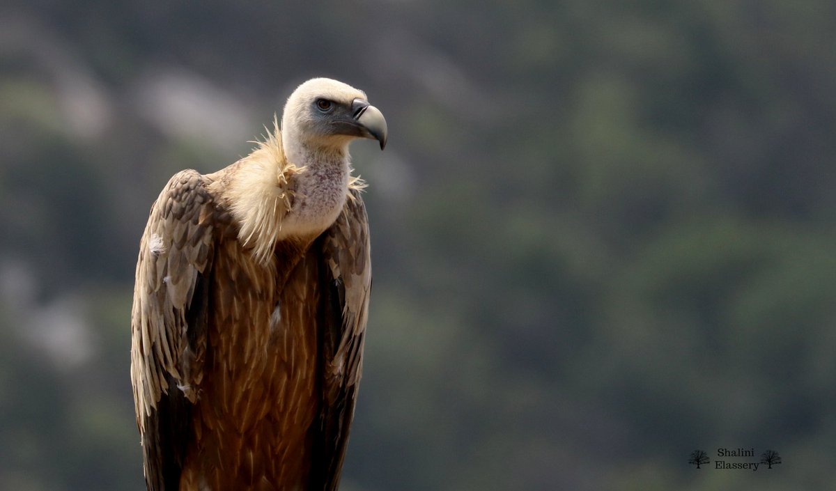 #VultureAwarenessDay - if all that us Indian birders could do is to stop allowing the use of the word 'Vulture' as an insult (especially when describing the press) - we would have done enough.
STOP insulting the birds already!!! 
#IndiAves - my vulture for the day. #ThePhotoHour