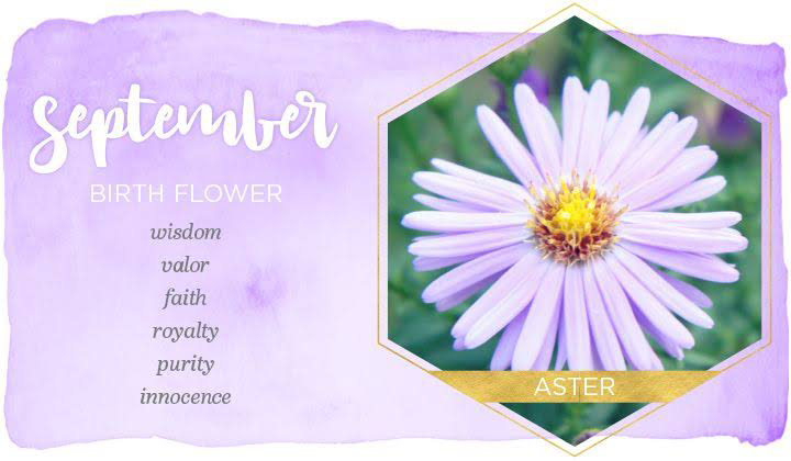 kuippo131_ID's tweet photo. Aster+virgo... 😘💞🤗
#septemberbirthflower
#Flowers
#september4thbirthday https://t.co/hW1o9YN9on