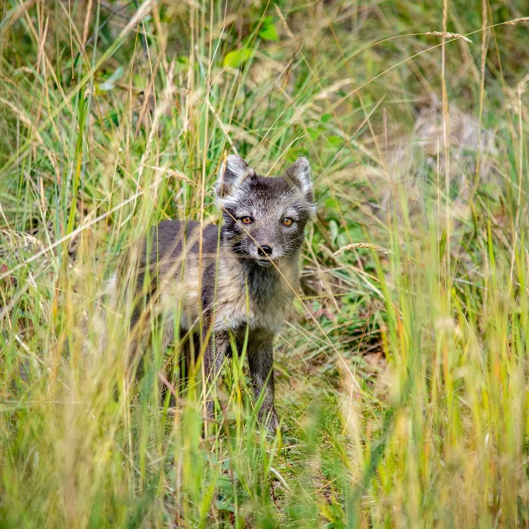 Come visit me before, the Northern landscape and I, change - we're soon both going to be white! ❄

#YukonWildlife #FaceToFaceWithTheNorth #ArcticFox 
📸L.Caskenette
