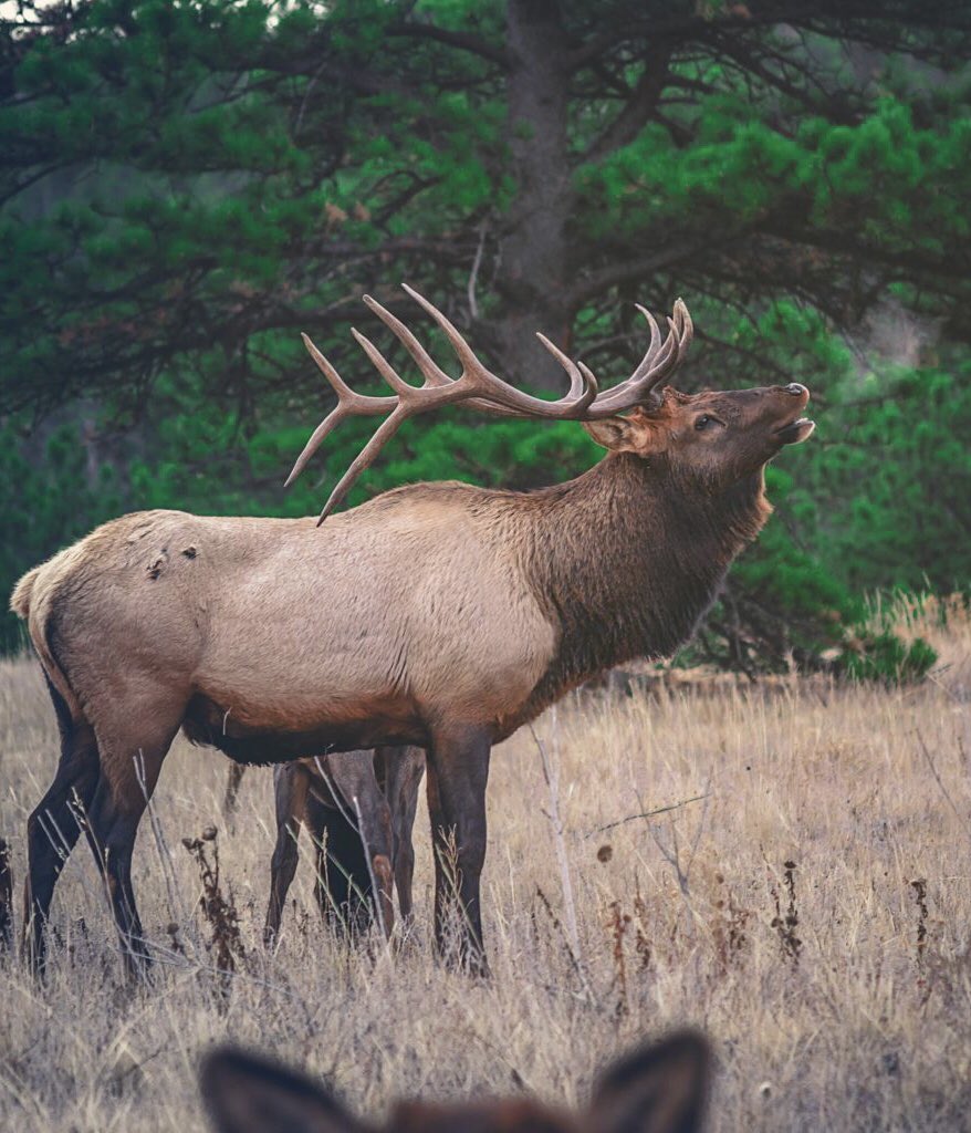 DevilsThumbRnch's tweet image. #NationalWildlifeDay has us ready for #bugling season, when bull elk attract cow elk by flaunting their strong physique and distinctively bellowing. Ranch guests can join complimentary tours mid September through early November dependent on weather and elk activity.